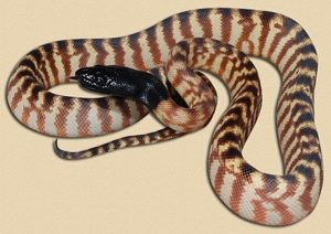 Many reptiles such as the black headed python have black somewhere to help absorb body heat