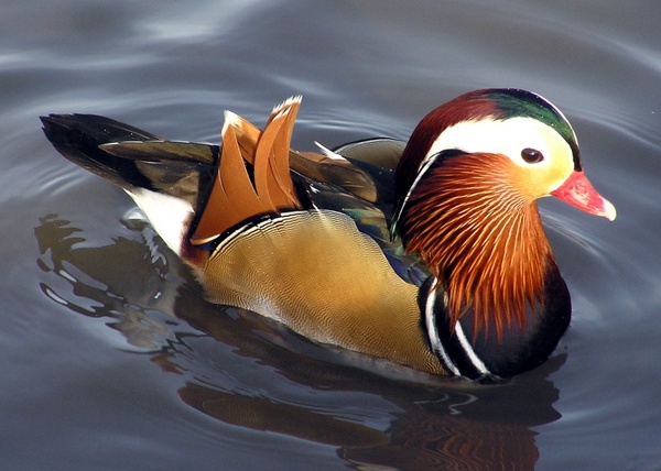 Ducks and geese have waterproof feathers so they don't freeze in cold water