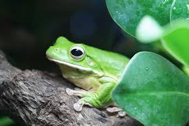 Many amphibians such as the green tree frog are green or brown to blend into their environment