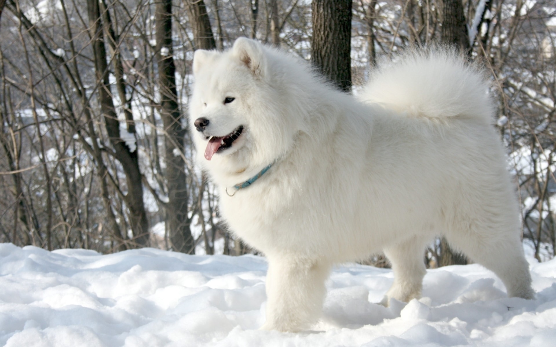 many mammals such as dogs shed their fur in Summer to stay cool and then it grows back in Winter